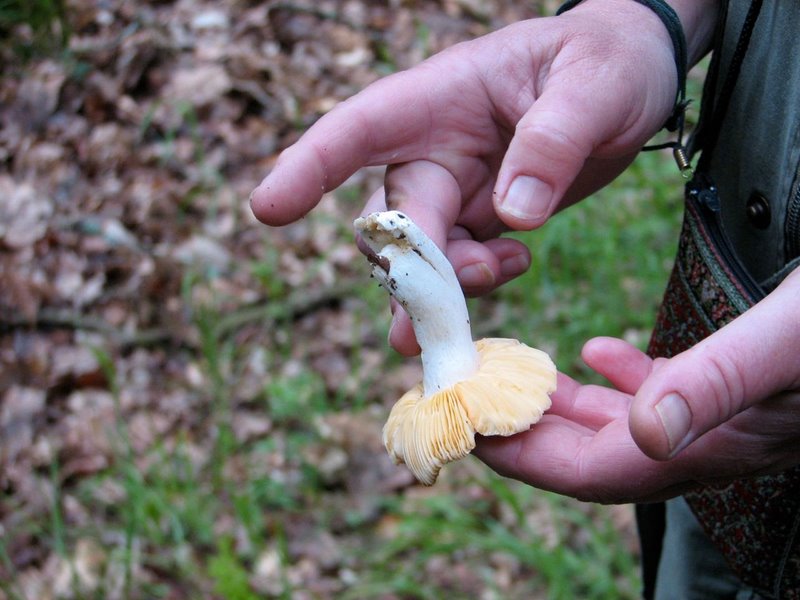 Russula risigallina